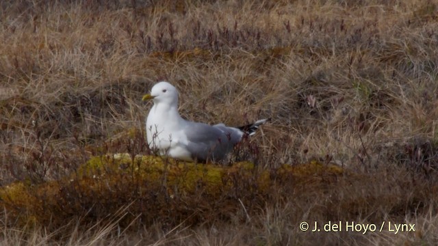 Common Gull (European) - ML201518431