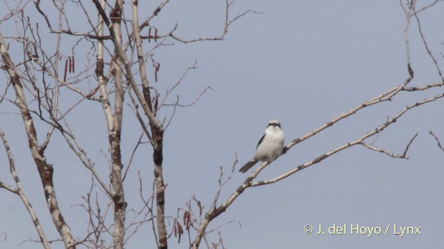 Great Gray Shrike (Great Gray) - ML201518441