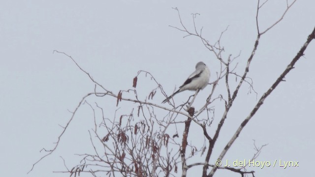 Great Gray Shrike (Great Gray) - ML201518451