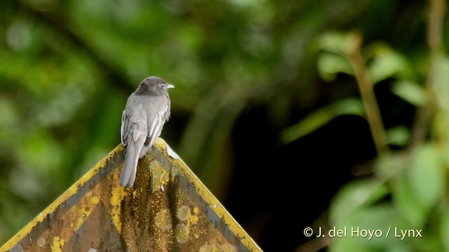 Black Phoebe (White-winged) - ML201518511