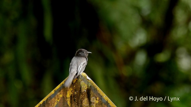 Black Phoebe (White-winged) - ML201518521