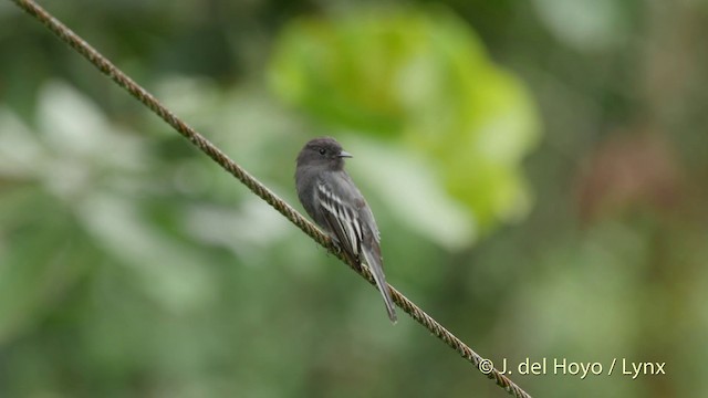 Black Phoebe (White-winged) - ML201518531