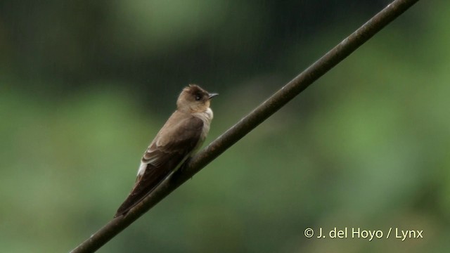 Southern Rough-winged Swallow - ML201518561