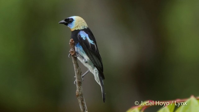 Golden-hooded Tanager - ML201518581