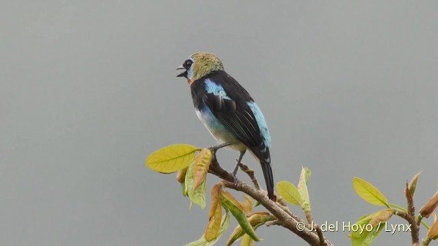 Golden-hooded Tanager - ML201518591