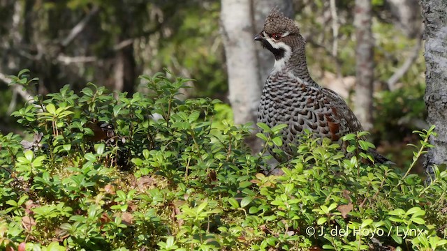 Hazel Grouse - ML201518601