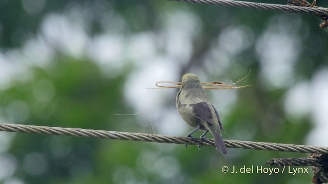 Tangara Palmera - ML201518651