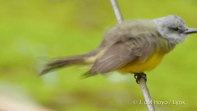 Tropical Kingbird - ML201518671