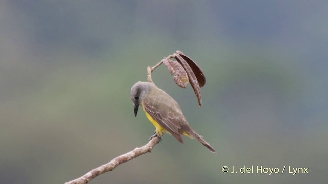 Tropical Kingbird - ML201518691