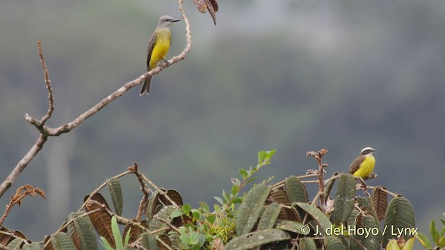 Tropical Kingbird - ML201518701