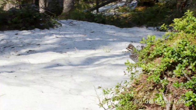 Hazel Grouse - ML201518721