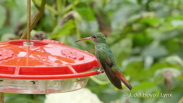 Rufous-tailed Hummingbird (Rufous-tailed) - ML201518831