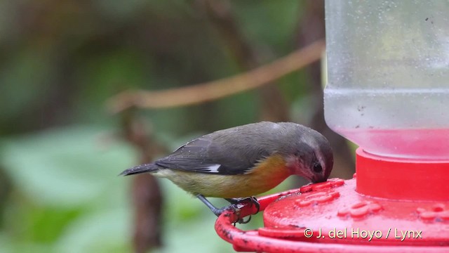 Zuckervogel [luteola-Gruppe] - ML201518851