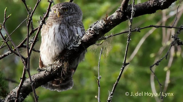 Eurasian Pygmy-Owl - ML201518901