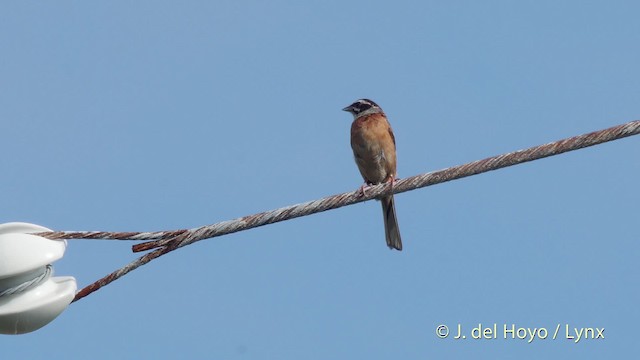 Meadow Bunting - ML201518981