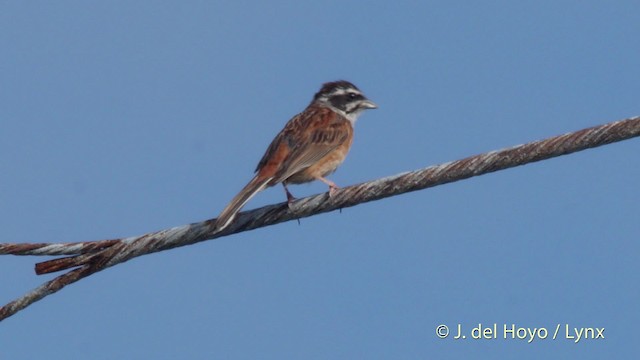 Meadow Bunting - ML201518991