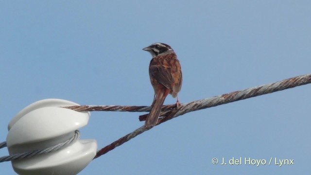 ホオジロ - eBird
