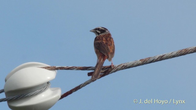 Meadow Bunting - ML201519001