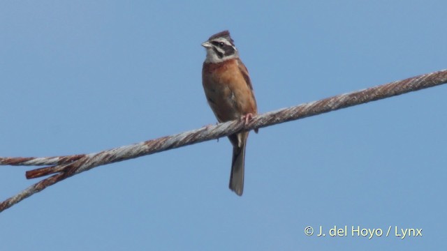 Meadow Bunting - ML201519011