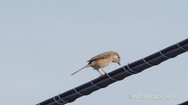 Bull-headed Shrike - ML201519021