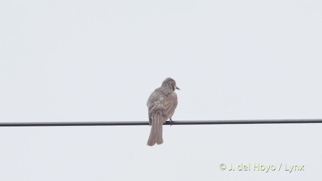 Brown-eared Bulbul - ML201519101