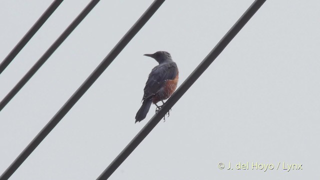 Blue Rock-Thrush (philippensis) - ML201519151