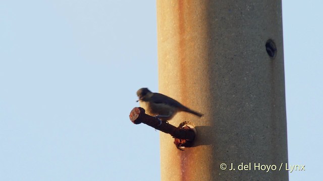 Owston's Tit - ML201519171