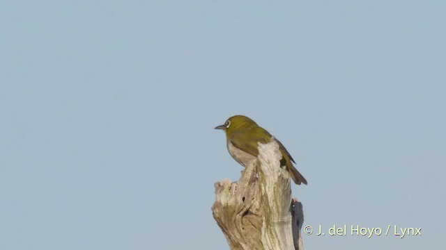 Warbling White-eye - ML201519221