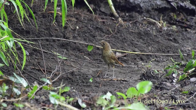 Izu Robin - ML201519271