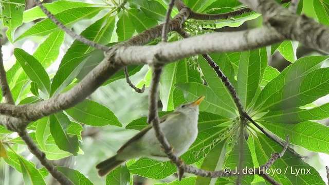 Ijima's Leaf Warbler - ML201519281