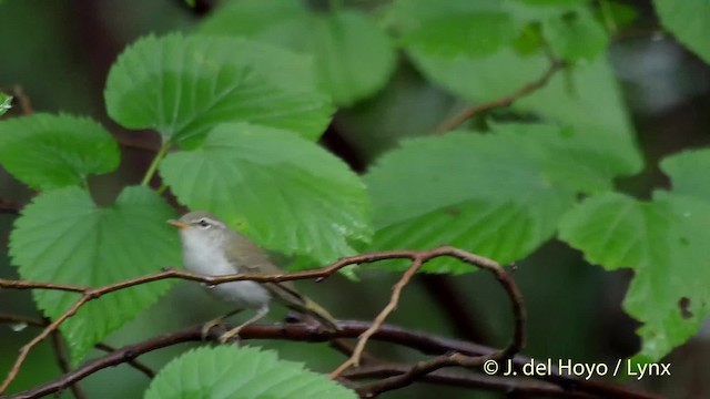 イイジマムシクイ - ML201519291