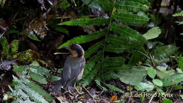 オーストンヤマガラ - eBird