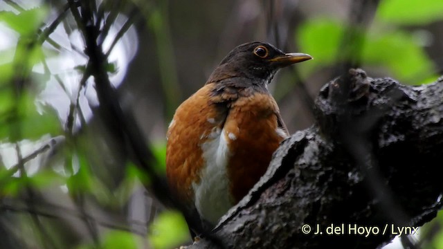 Izu Thrush - eBird