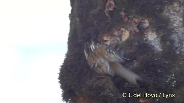 Rusty-flanked Treecreeper - ML201519361