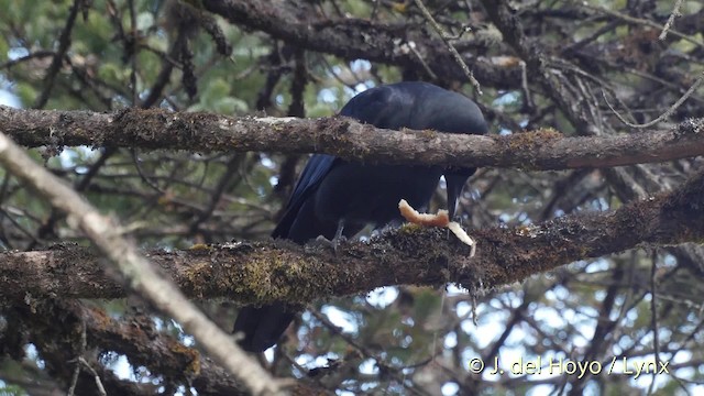 Large-billed Crow (Large-billed) - ML201519371