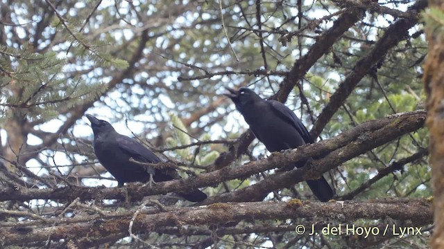 Dschungelkrähe [macrorhynchos-Gruppe] - ML201519381