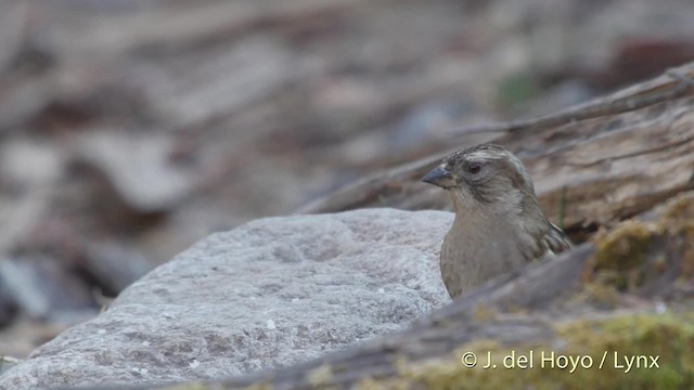 Plain Mountain Finch - ML201519451