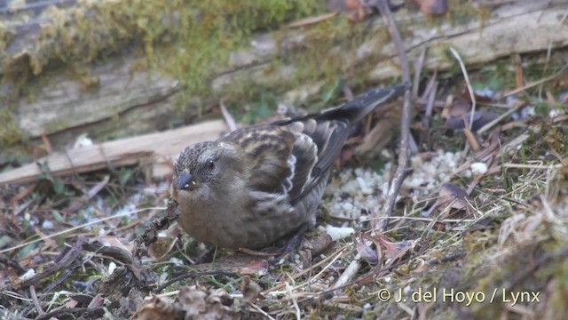 Plain Mountain Finch - ML201519461