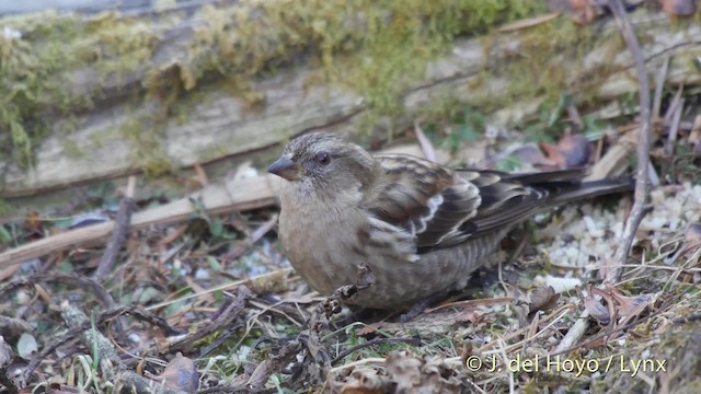 Plain Mountain Finch - ML201519471