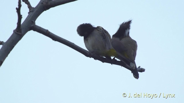 Bulbul à joues blanches - ML201519501