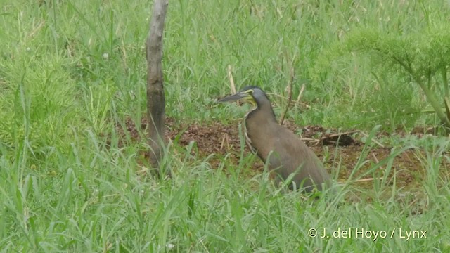 Bare-throated Tiger-Heron - ML201519531