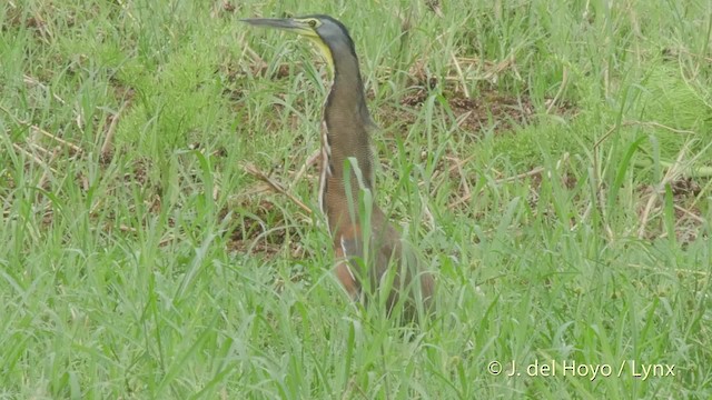 Bare-throated Tiger-Heron - ML201519541