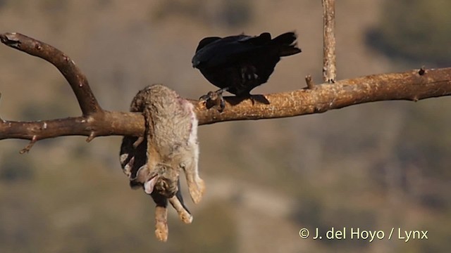 Common Raven - ML201519601