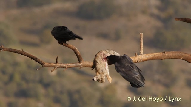 Common Raven - ML201519611