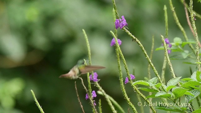 Snowy-bellied Hummingbird - ML201519631