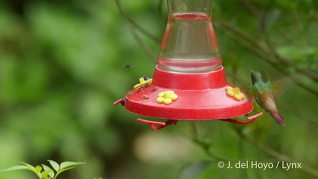 Snowy-bellied Hummingbird - ML201519641