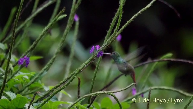 Kızıl Kuyruklu Kolibri [tzacatl grubu] - ML201519651