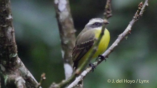 Bienteveo Sociable (grupo similis) - ML201519751