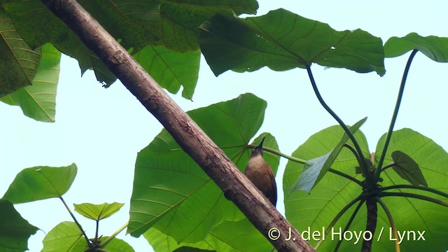 Brown Trembler - ML201520061