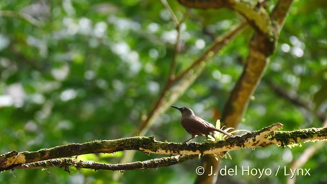 Brown Trembler - ML201520071